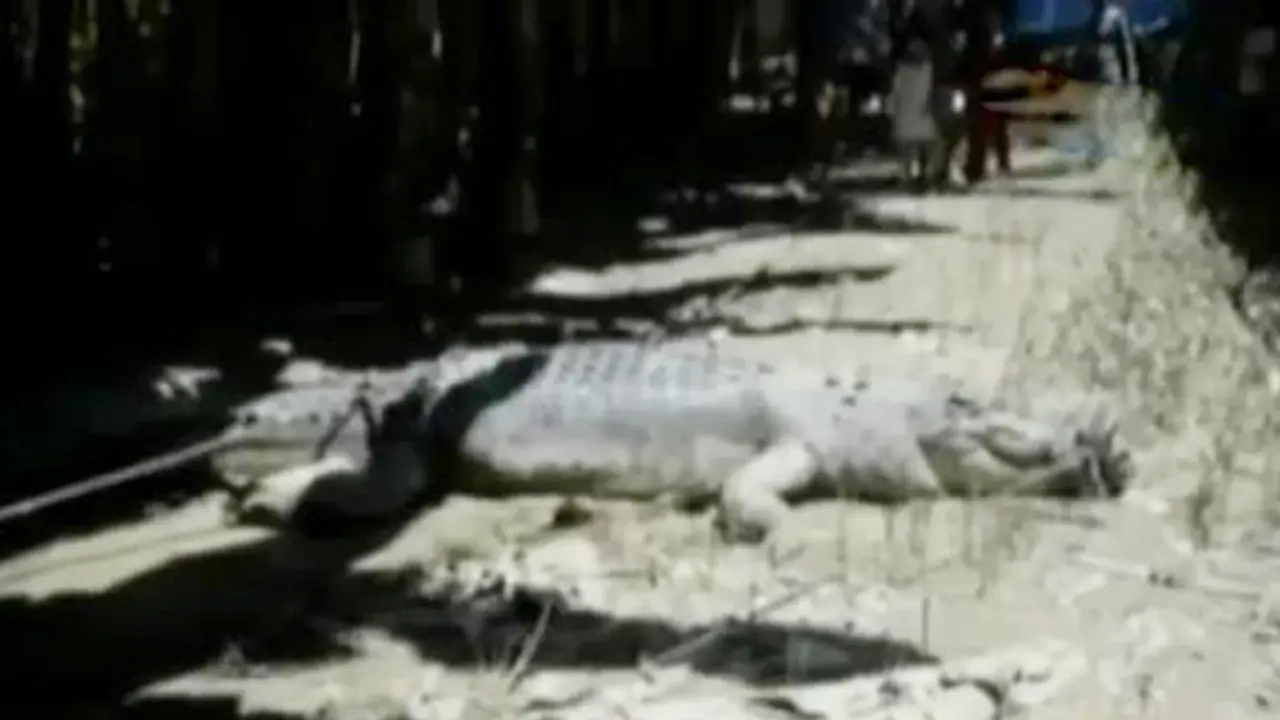 Segmen 6: Buaya Masuk Kampung hingga Pawai Taaruf