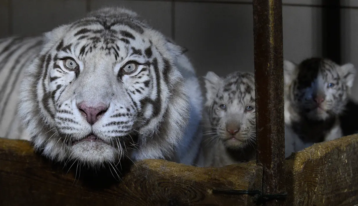 Tiga anak harimau putih berdiri di dekat induk mereka, Orissa, di taman zoologi Amneville, Prancis timur laut pada 9 Maret 2020. Harimau putih yang menjadi hewan terancam punah ini terakhir terlihat di habitat liarnya pada 1950-an. (JEAN-CHRISTOPHE VERHAEGEN / AFP)