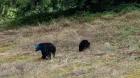 Beruang Nyeleneh Berkepala Biru