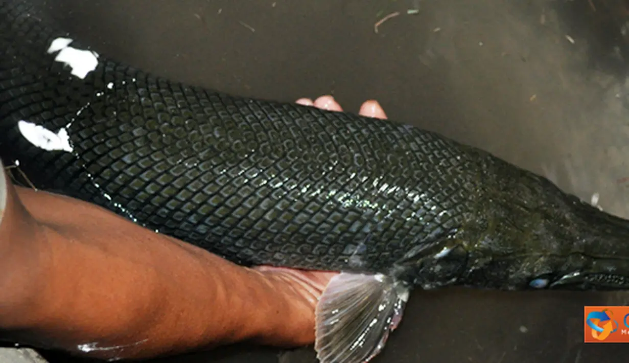 Citizen6, Mojokerto: Ikan ini sepintas seperti ikan pada umumnya, namun jika diperhatikan kepalanya mirip Buaya dan bergigi tajam. Ada sebagian warga yang mengatakan bahwa hewan tersebut merupakan penunggu kolam tersebut. (Pengirim: Fariz Bagraff)