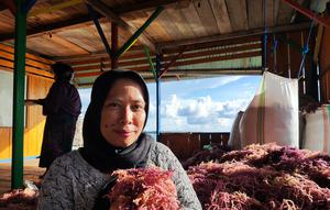 Pembudidaya rumput laut Sulawesi Tenggara. (dok. WWF-ID/M.A. Indira Prameswari)