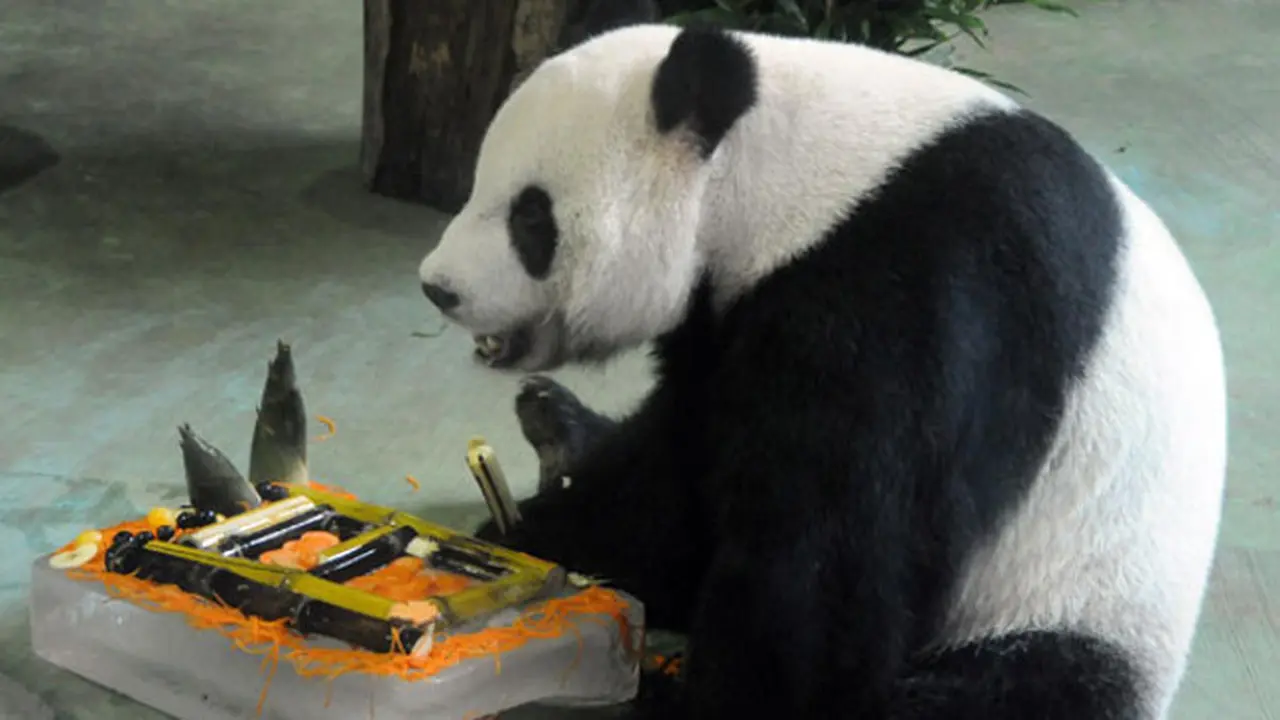 Panda Bisa Memalsukan Kehamilan?