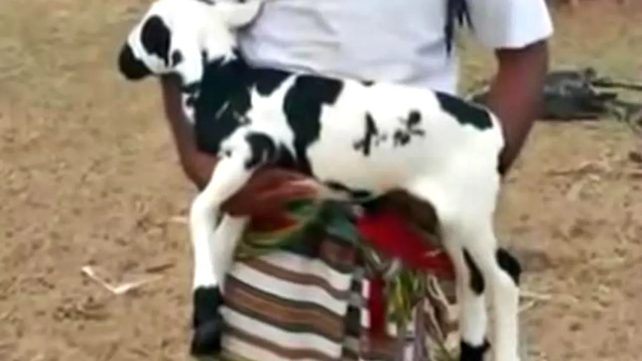 Mujizat, Domba Ini Miliki Lafaz Nama Nabi di Tubuhnya