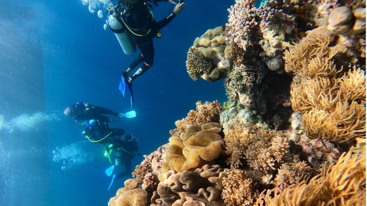 Keindahan terumbu karang di spot wisata wakatobi.(Sumber foto - Wakatobidivetrip)