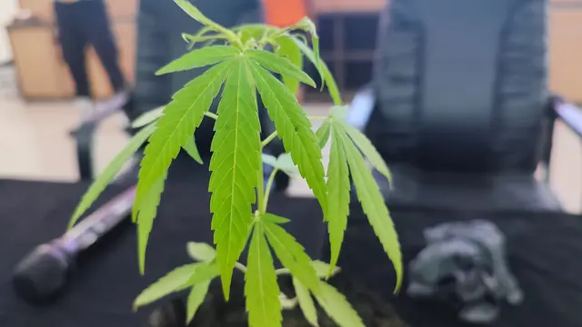 Ilustrasi Ganja