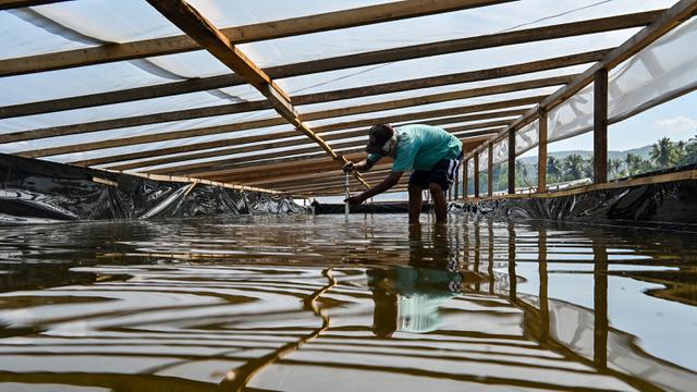 Melihat Proses Pengolahan Garam Tradisional Sistem Rebus di Aceh