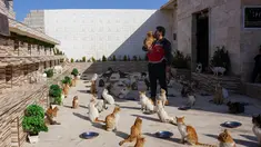 Mohammed Alaa al-Jalil merawat kucing-kucing yang diselamatkan dari puing-puing bangunan yang hancur akibat gempa di penampungan hewan di al-Bab, di provinsi Aleppo, Suriah yang dikuasai pemberontak pada 24 Februari 2023. Gempa berkekuatan 7,8 melanda Suriah dan Turki pada 6 Februari. (AFP/Rami al Sayed)