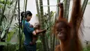 Seorang petugas sedang menggendong bayi Orangutan di  kantor perlindungan satwa liar, Kuala Lumpur , Malayasia, Senin (19/10/2015).  Perdagangan satwa liar diperkirakan mencapai Ratusan Miliar dalam setahun ini di seluruh dunia. (REUTERS/Olivia Harris)