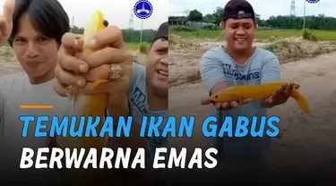 Beruntung dan unik. Pria temukan ikan gabus berwarna emas hingga ada yang menawar dengan ditukar motor hingga mahar uang senilai Rp 20 Juta.