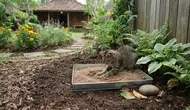 8 Cara Mencegah Kucing Menggali Tanaman di Halaman Rumah agar Tetap Asri dan Bersih