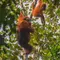 Upaya Penyelamatan Orangutan Indonesia: 10 Langkah Penting di Hari Orangutan Sedunia