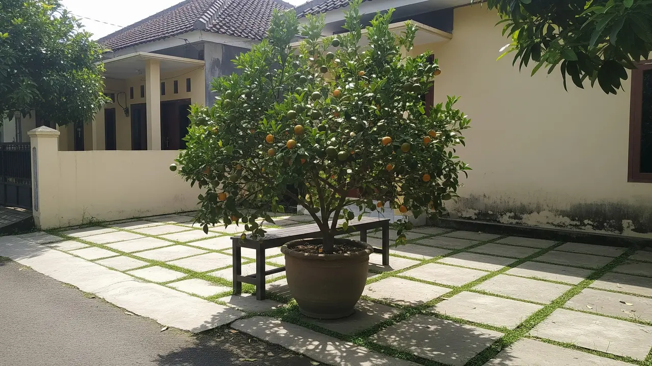 Jenis Pohon Kecil untuk Teras Rumah yang Sejuk dan Tidak Mengganggu Fondasi Pohon Jeruk Varietas Kecil