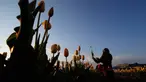Seorang wanita memetik bunga tulip di ladang tulip "Tulipani Italiani", yang ditanam oleh pasangan Belanda di Arese, Milan, Italia (15/4/2021). Lahan berisikan bunga tulip ini merupakan tempat penanaman pertama di Italia. Taman bunga tulip ini dibuka pada tanggal 28 Maret. (AP/Antonio Calanni)