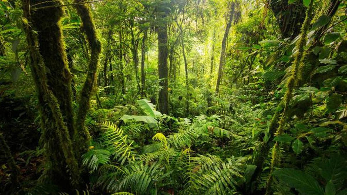 Hutan Hujan Tropis Sumatera Warisan Dunia Terancam Bahaya - Regional Liputan6.com