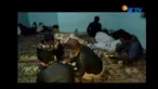 Petugas Tim SAR Gabungan melakukan evakuasi pendaki yang terpisah dari rombongan di Gunung Marapi