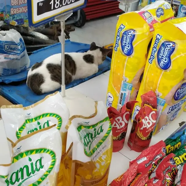 6 Potret Kucing Tidur di Supermarket Ini Kocak, Selalu Ada Saja Tingkah Lucunya