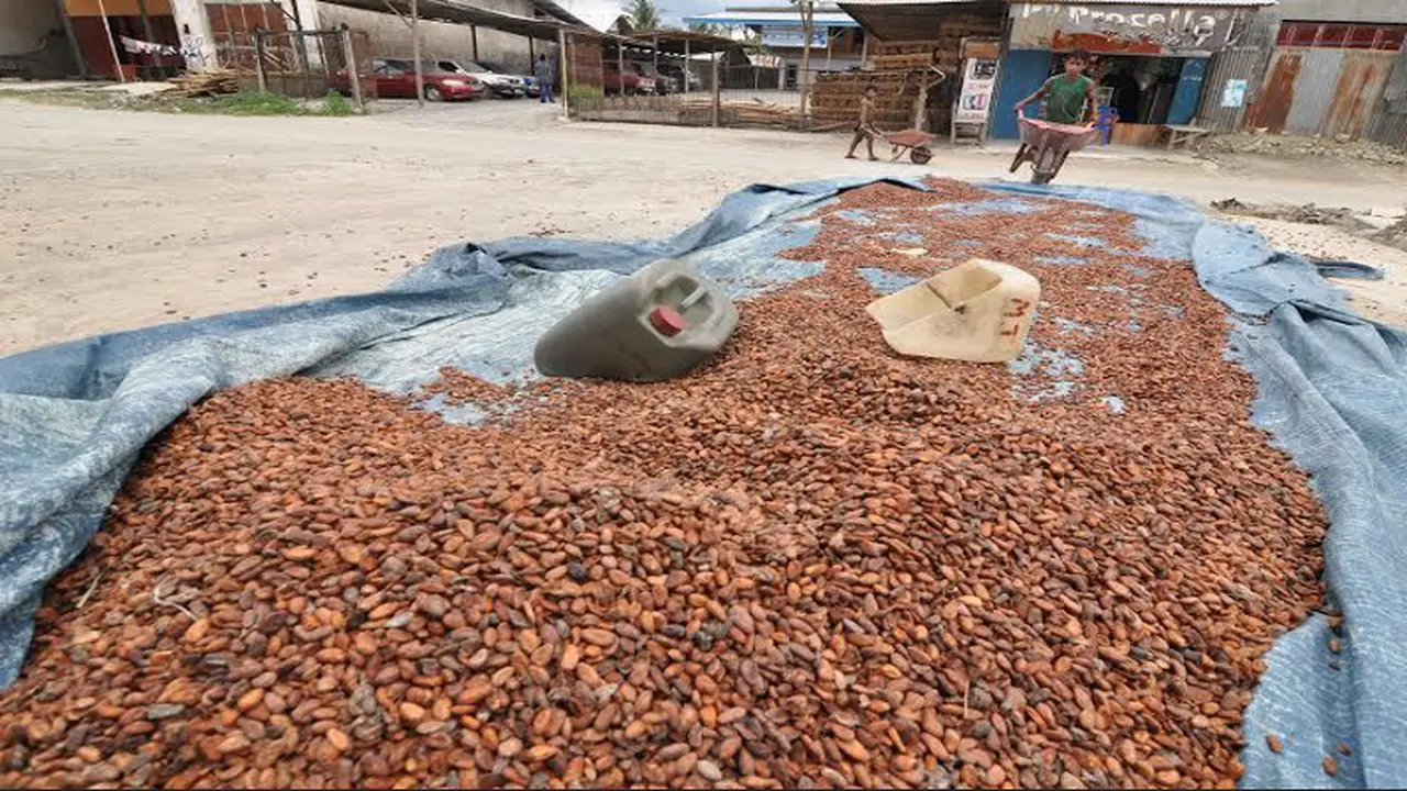 Petani Simpan Bijih Kakao