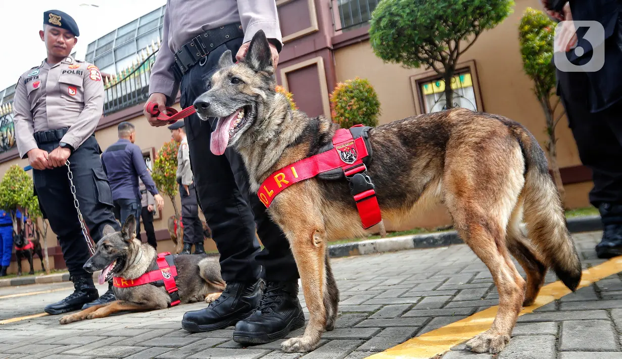 Anjing pelacak dihadirkan saat team Polri untuk misi kemanusiaan internasional di Turki dan Suriah apel pelepasan di Mabes Polri Jakarta, Kamis (9/2/2023). Polri mengirimkan bantuan sebanyak 26 orang personel untuk misi kemanusiaan internasional gempa Turki dan Suriah, dengan tiga unsur yakni tim medis, DVI, dan K9. (Liputan6.com/Angga Yuniar)