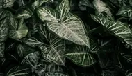 8 Tanaman Hias Daun untuk Teras Depan Rumah, Ada Monstera hingga Aglonema