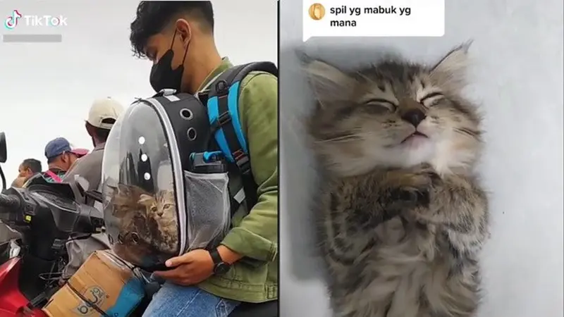 Pria Ini Mudik Bawa 3 Kucing Naik Perahu Sebrangi Sungai, Satu Ekor Mabuk