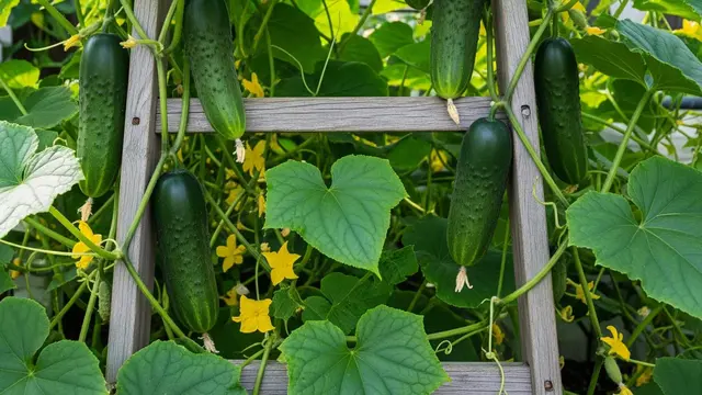 Ide Kebun Timun di Lahan 2x2 Tapi Panen Banyak