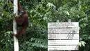 Seekor orang utan sedang memanjat pohon di Taman Nasional Tanjung Puting, Kalimantan Tengah, pada Selasa (16/6/2015). PBB memprediksi dalam dua dekade mendatang orang utan akan punah jika penggundulan hutan terus berlanjut. (REUTERS/Darren Whiteside)
