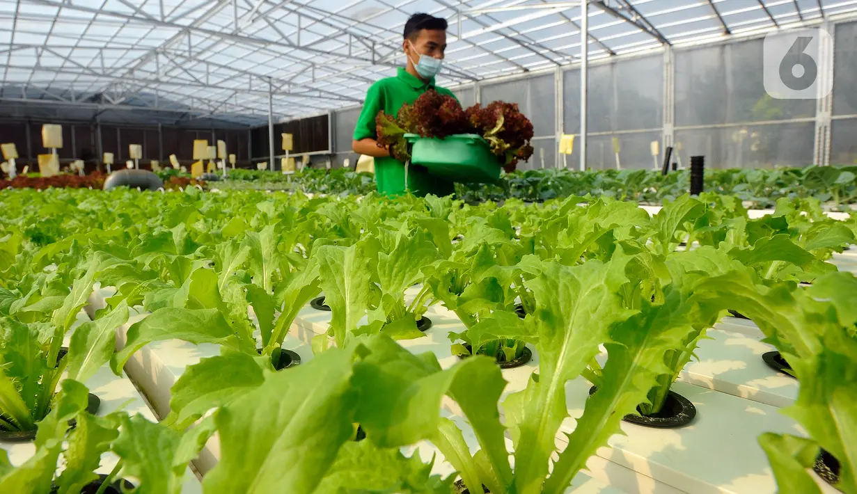Petani memanen sayuran hidroponik pada areal bekas lapangan tenis di Greenville Farm, Tanjung Duren, Jakarta Barat, Senin (21/11/2022). Kebun hidroponik terbesar di Jakarta ini mampu menghasilkan sayuran rata-rata Rp 10 Kg/hari. (merdeka.com/Arie Basuki)