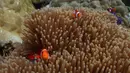 Keindahan dunia bawah laut Raja Ampat juga tidak perlu diragukan lagi. Tampak dalam foto, ikan badut berenang di antara anemon laut di lokasi penyelaman Magic Mountain di Raja Ampat, Papua Barat Daya, Rabu, 4 Maret 2026. (AP Photo/Claudia Rosel)