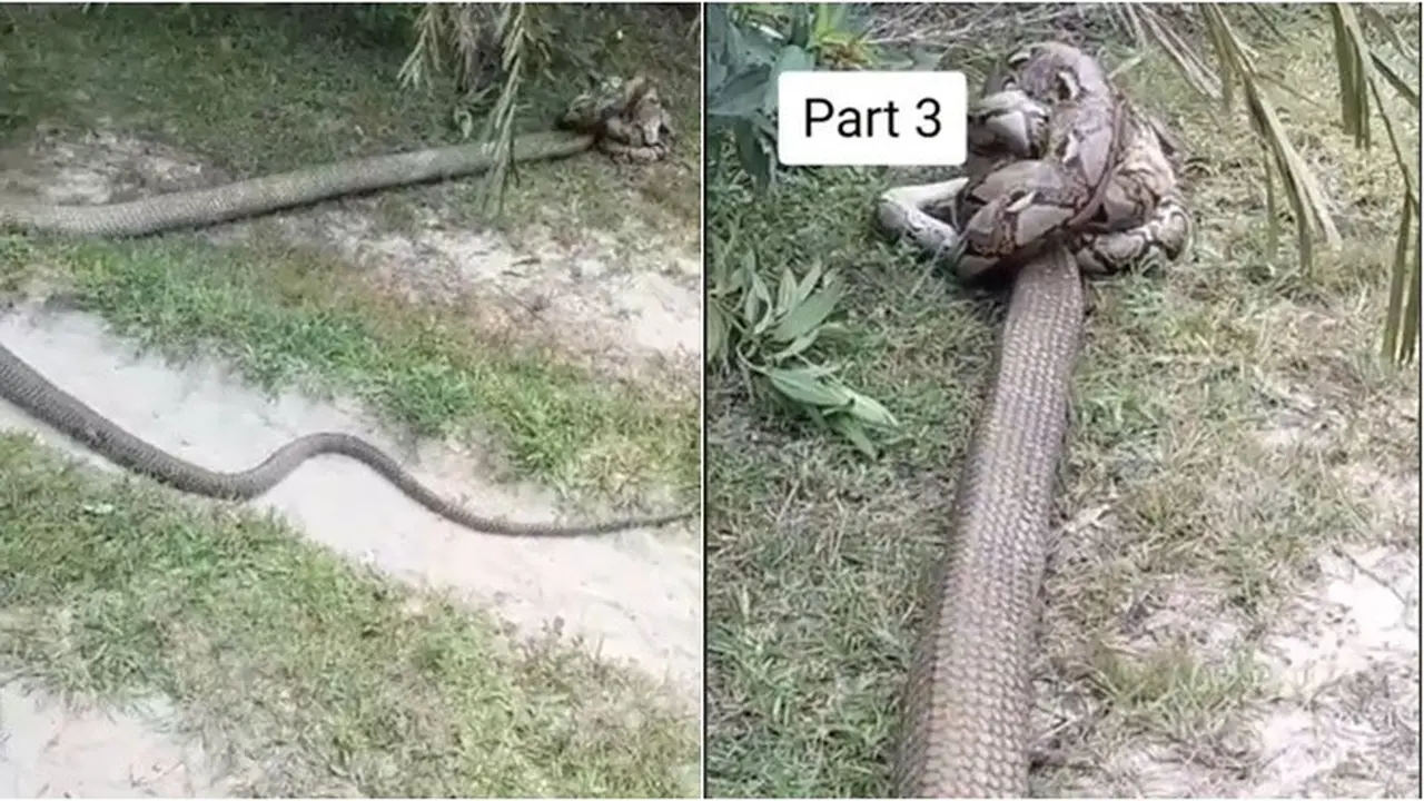 Viral Pertarungan Ular King Kobra Raksasa dengan Piton di Kebun, Bikin Merinding