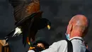 Pawang beserta burung elang harris peliharaannya berpartisipasi dalam acara demonstrasi berburu menggunakan burung elang di Wied iz-Zurrieq, Malta, 22 November 2020. Acara ini dicetuskan oleh International Association for Falconry dan Conservation of Birds of Prey. (Xinhua/Jonathan Borg)