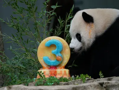 Panda Raksasa Xiao Qi Ji memakan kue "buah-buahan" ramah panda untuk merayakan ulang tahun ketiganya, di Kebun Binatang Nasional Smithsonian di Washington, DC, pada 21 Agustus 2023. (AFP/Stefani Reynolds)