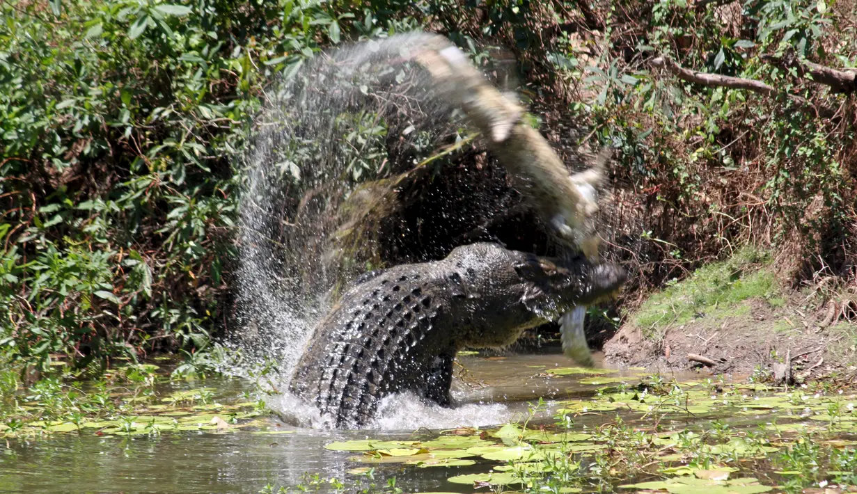 Gambar yang diambil pada 10 Oktober 2015 memperlihatkan dua ekor buaya air asin tengah bertarung di Catfish Waterhole, Taman Nasional Rinyirru, Queensland, Australia. Dua ekor buaya tersebut kelaparan untuk saling memakan. (REUTERS/Sandra Bell)