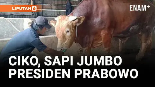  Ciko, Sapi Kurban 800 Kg yang Dibeli Presiden Prabowo untuk Masyarakat Mamasa