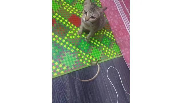 Putusin Kabel Headset Majikannya, Kucing Ini Bawa Ganti Benda Tak Terduga