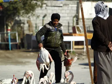 Seorang pria membawa Burung Flamingo, Irak, Selasa (24/1). Rencananya Burung Flamingo tersebut akan dijual di pasar gelap di Irak. (AFP Photo/ Haidar HAMDANI) 