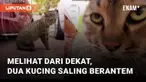 Dua ekor kucing hendak berantem mengundang perhatian