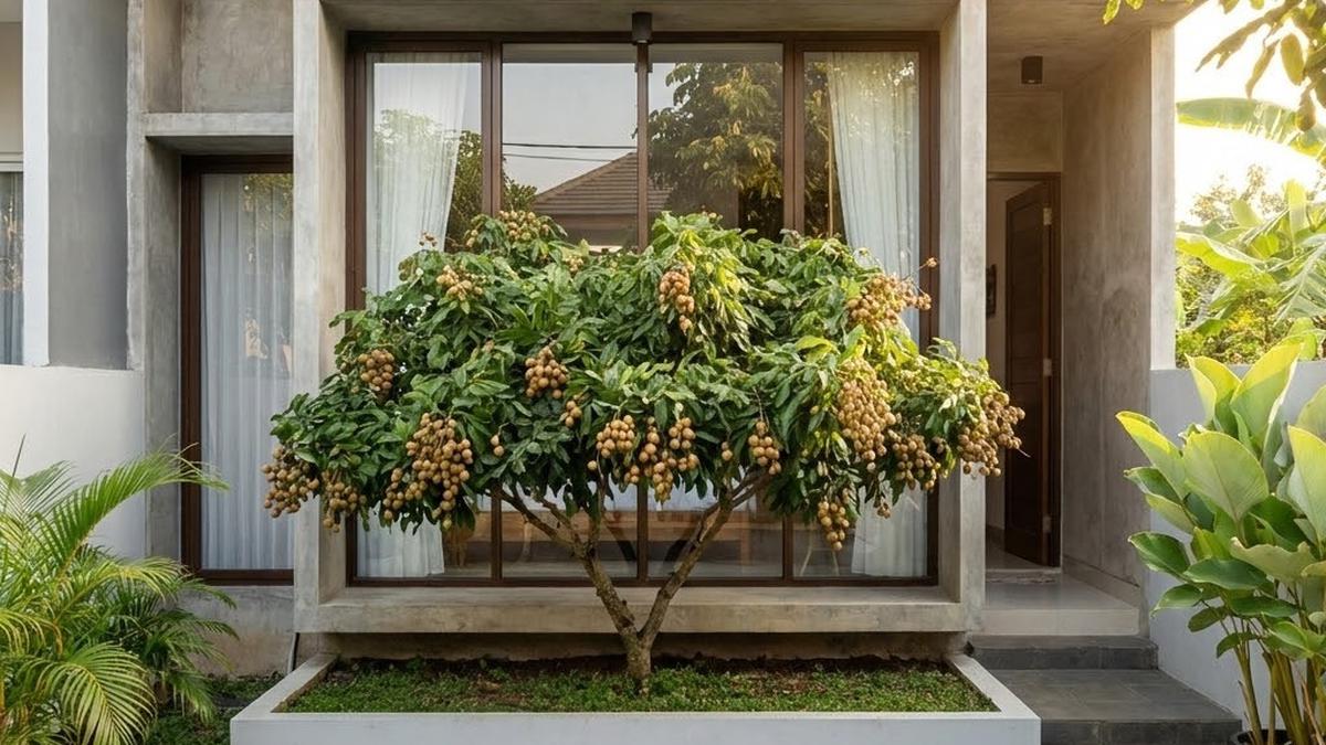 11 Ide Teras Rumah dengan Pohon Buah di Depan Rumah, Semakin Asri