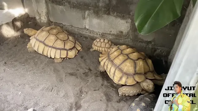 Potret Halaman Belakang Rumah Soimah di Jogja
