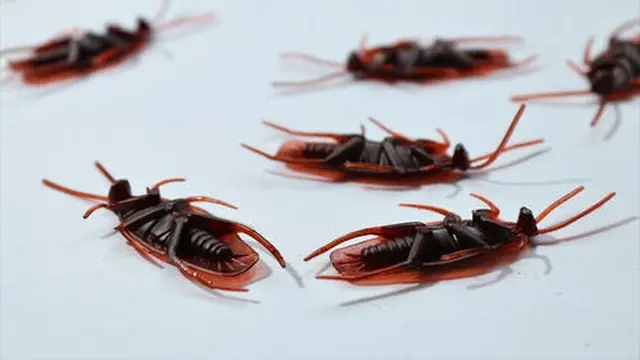 Arti Mimpi Melihat Kecoa yang Melambangkan Peringatan