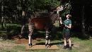 Petugas memberi makan okapi di samping skala pengukur selama penimbangan tahunan Kebun Binatang London, Kamis (22/8/2019). Sekitar 650 spesies yang berbeda ditimbang satu persatu sebagai cara utama untuk memantau kesejahteraan penghuni kebun binatang secara keseluruhan. (Isabel INFANTES/AFP)