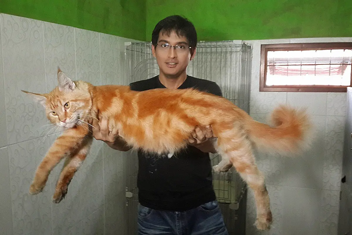Lucky Hakim