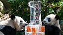 Le Le (kanan) bersama induknya Jia Jia (kiri) merayakan ulang tahunnya yang pertama dalam pameran hutan panda raksasa River Wonders di Singapura, Jumat (12/8/2022). Tim perawat menghadiahkan Le Le dan ibunya Jia Jia dengan kue tiga tingkat berisi wortel, apel, bambu, dan bunga yang dapat dimakan. (Roslan RAHMAN/AFP)