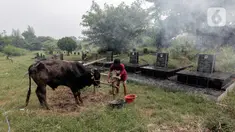 Pedagang hewan kurban mendirikan lapak dagangan di area Pemakaman Tionghoa, daerah Tanah Kusir, Jakarta, Selasa (21/7/2020). Menjelang Hari Raya Idul Adha, pedagang hewan memanfaatkan lahan kuburan untuk berjualan di tengah pandemi Covid-19 yang masih berlangsung. (Liputan6.com/Johan Tallo)