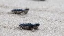 Beberapa bayi penyu merangkak kembali ke habitat aslinya usai dilepaskan di El-Mansouri dekat Tyre, Libanon Selatan, (28/8/2014). (REUTERS/Ali Hashisho)