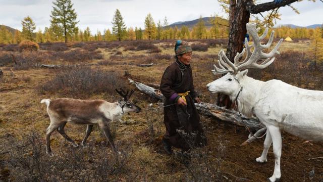 900 Koleksi Gambar Binatang Rusa Kutub HD Terbaik