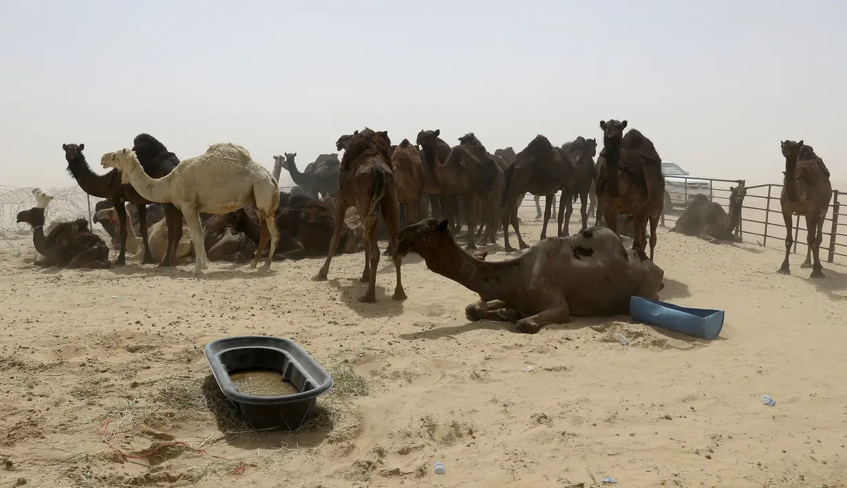 Kawanan unta milik warga Qatar saat berada di penampungan perbatasan Abu Samrah antara Arab Saudi dan Qatar, (20/6). Sekitar 12.000 unta dan domba menjadi korban atas Pemutusan diplomatik Qatar oleh Arab Saudi. (AFP Photo/Stringer)