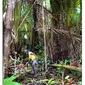 Mengenal Hutan Lembah Grime Nawa Papua, Rumahnya Burung Cendrawasih dan Tanaman yang Bisa Mengobati Penyakit Kulit.&nbsp; foto: Instagram @greenpeaceid