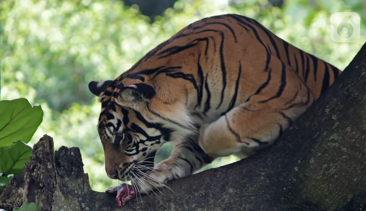 Salah satu Harimau Sumatera yang terpapar COVID-19 di Taman Margasatwa Ragunan (TMR), Jakarta, Minggu (1/8/2021). Kedua Harimau, Hari dan Tino akan memperoleh perawatan intensif hingga dinyatakan sehat secara medis. (merdeka.com/Herman Zakharia)