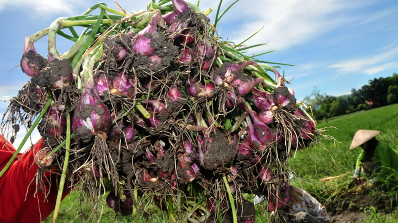 Minimal, akan ada 600 Kampung Bawang di Brebes.
