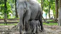 Gajah sumatra jinak binaan BBKSDA Riau. (Liputan6.com/M Syukur)